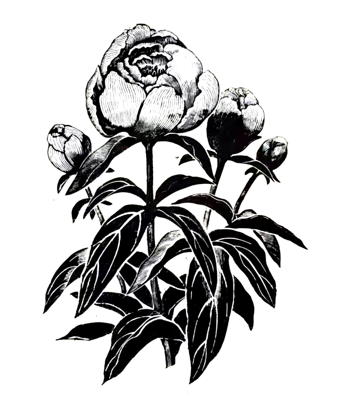 6 《芍药》（1958年）.jpg