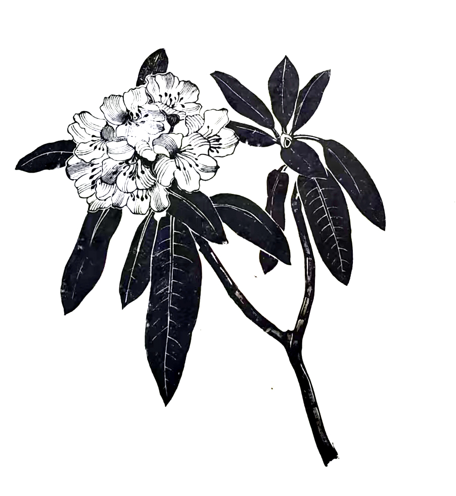 7 《石楠花》（1959年）.jpg