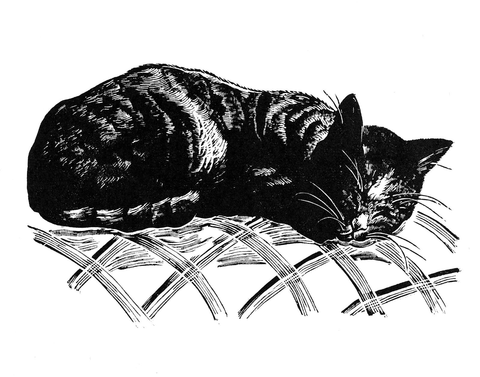 13 《睡猫》（1977年）.jpg