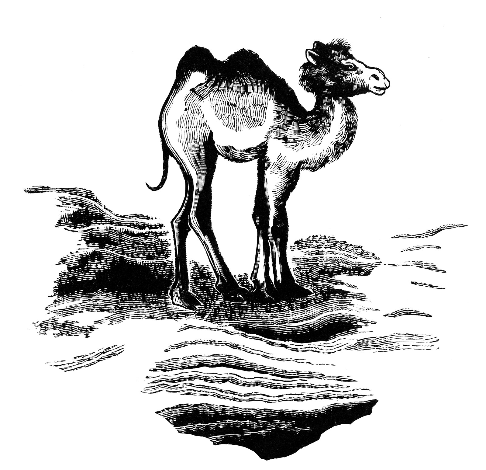 12 《幼驼》（1979年）.jpg